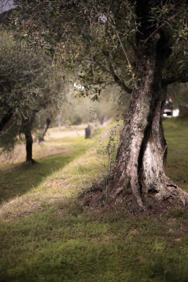 Le Molina B&B Massa e Cozzile Kültér fotó